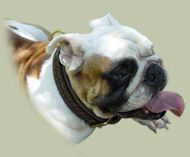 Handgefertigtes Geflochtenes Hundehalsband aus Leder - zum Schließen ins Bild klicken